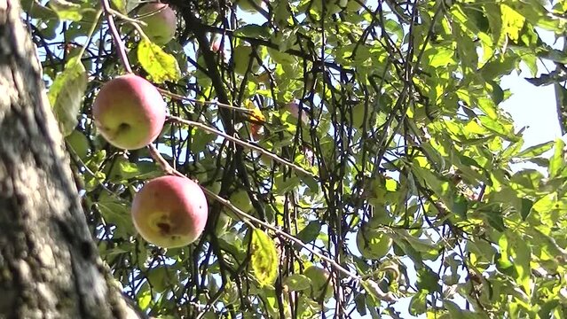 Red apples Jonathan naturally ripening in sunlight on apple tree with green leaves on branches on sunny day - real time with zoom out. Topics: orchard, ecology, natural environment, fruits, vitamins