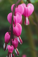 Dicentra spectabilis bleeding heart flowers in hearts shapes in bloom, beautiful Lamprocapnos pink white flowering plant