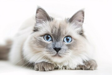 Obraz premium Medium view of a Ragdoll cat standing in front of a pure white background, looking directly at the camera