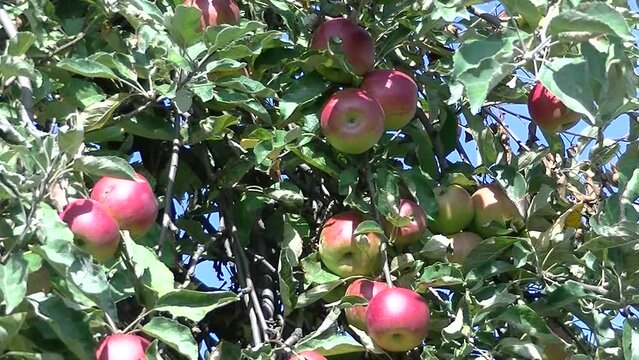 Red apples Jonathan naturally ripening in sunlight on apple tree with green leaves on branches on sunny windy day - real time with zoom out. Topics: orchard, ecology, nature, fruits, vitamins