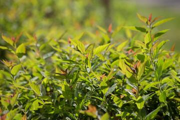 Spring bright green background of young foliage. High quality photo