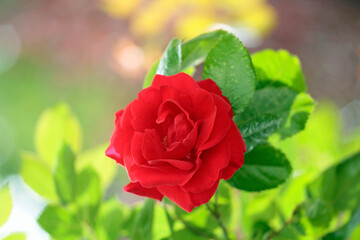 red rose in garden
