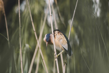 Little bittern preening its feathers in the reeds