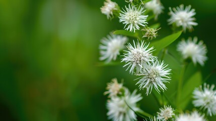Obraz premium A close up of a catchweed