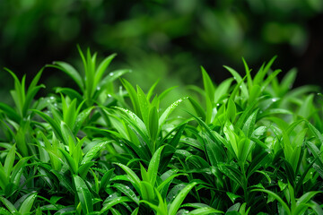 Obraz premium green grass background