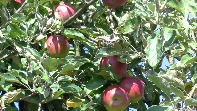 Red apples Jonathan naturally ripening in sunlight and butterfly Old World swallowtail, Papilio machaon on green leaf of apple tree on sunny day - real time with zoom out.