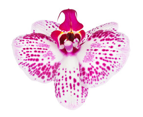 pink phalaenopsis orchid flower isolated on white background