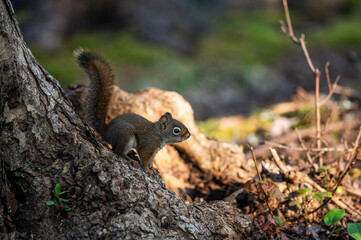 A red squirrel runs down the trunk of a tree.