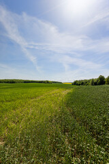 Obraz premium Green wheat grass in spring