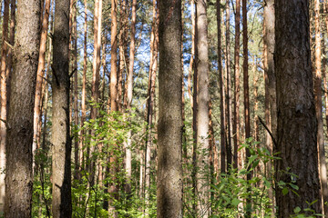 pine forest with tall trees against a blue sky background