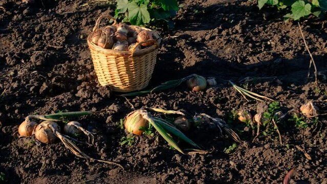 collects onions in a basket in the garden. Selective focus.
