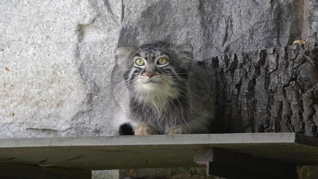 Manul is living in the grasslands and montane steppes of Central Asia