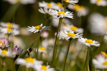 beautiful white flowers on a green grass background