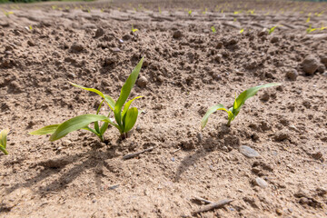 a monoculture field with the cultivation of a new crop of corn