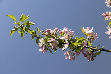 Beautiful pink apple blossoms on a blue sky background