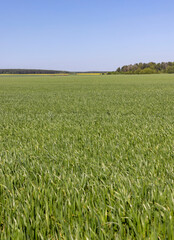 monoculture field with wheat closeup in sunny weather