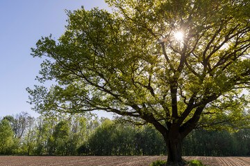 a single growing oak tree in an agricultural field