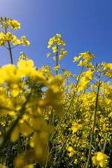 a field with yellow flowering rapeseed
