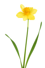 Fototapeta premium Daffodil flower or narcissus isolated on white background with full depth of field