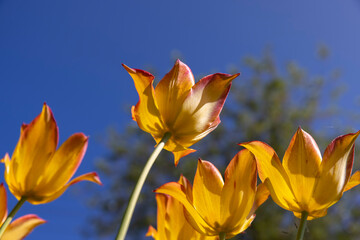 Obraz premium tulip flowers for decorating the yard in spring