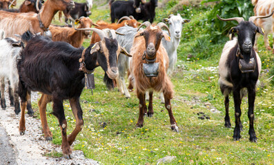 Herd of mountain Goats in the national park Park Λίμνη Συμπέτρου Kos Island South...