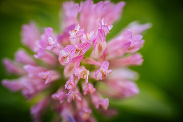  A detailed close-up of a pink clover blossom with delicate petals, set against a softly blurred green background. The vibrant pink flowers highlight the intricate natural beauty of the clover.