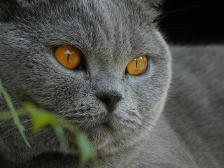 british shorthair cat