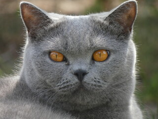 british shorthair cat