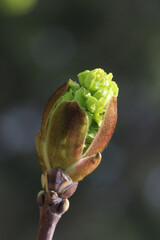 Spring. Melting mapple bud