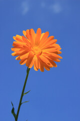 Orange coloured calendula flower against blue sky background