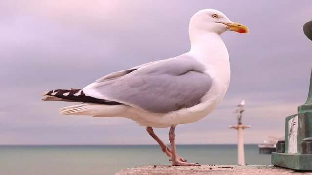 Seagull Herring Gull Macro Up Close Coast Seaside Ocean Background Grey Cloudy