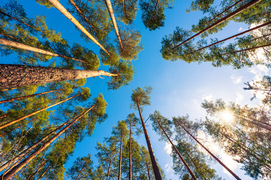 Sky with tree crowns. View up from ground level. Beautiful nature. Pinery. Blue sky with sun and clouds. Russia, Europe.