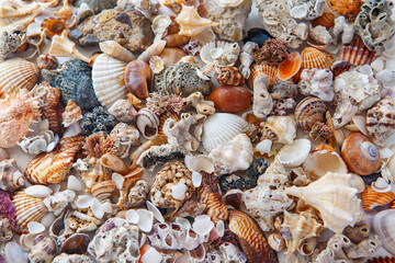 background of sea shells of different colors. many multi-colored shells.