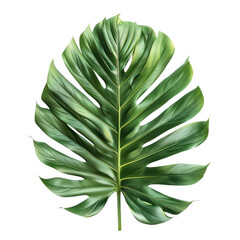 High-resolution close-up of a lush green Monstera leaf isolated on a white background, showcasing detailed textures and vibrant colors. transparent backgrounds