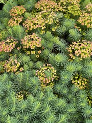 flowers in the garden