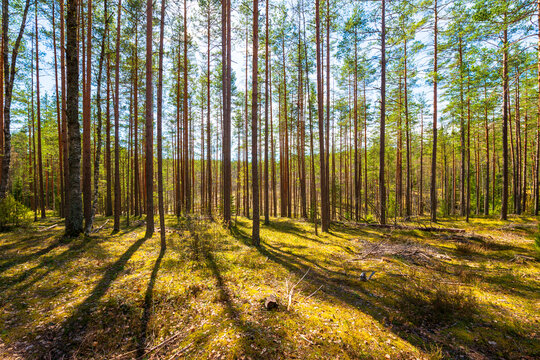 Pine forest. The sun shines through the trees. Moss-covered glade. Sun rays. Beautiful nature. Russia, Europe.
