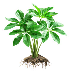 Fototapeta premium Illustration of a vibrant tropical plant with lush green leaves and visible roots isolated on a white background. transparent backgrounds