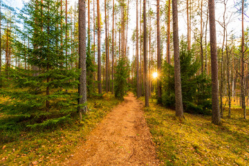 Sunset in the forest. The sun shines through the trees. The road going through the center of the forest. Sun rays. Beautiful nature. View from the path. Russia, Europe.