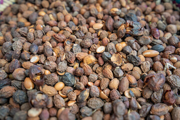 A pile of ripe argan nuts, a valuable agricultural product known for its oil, is harvested in Essaouira, Morocco.