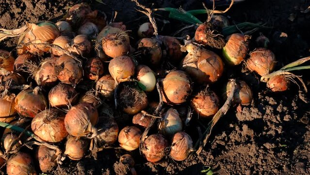 collects onions in a basket in the garden. Selective focus.