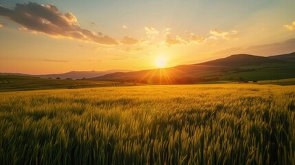 Fototapeta premium Field with hills and setting sun