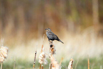 Female Red-winged blackbird is sitting on a fluffed reed.