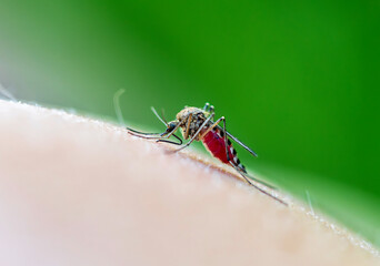 a small nasty insect, a mosquito, bites and drinks blood by attaching itself to a person’s skin in a summer garden
