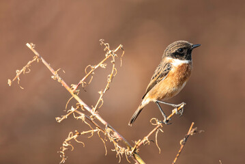 Common Stonechat bird on branch