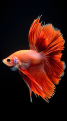 Obraz premium Majestic Siamese Fighting Fish Displaying Fins on Black Background