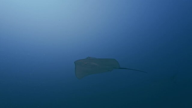 Stingray swimming underwater low angle view. Common ray and exotic fish species on sea bottom. Marine animals in clear blue water