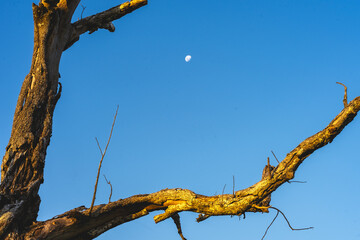 Tree in the foreground with the sky and the moon in the background. Santa Branca, São Paulo, Brazil.