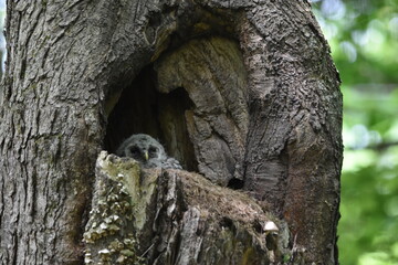 Chouette La Plaine 31 Mai 2024 