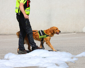 rescue Retriever dog of K-9 Unit and being leashed by his handler