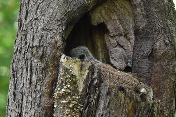 Chouette La Plaine 31 Mai 2024 